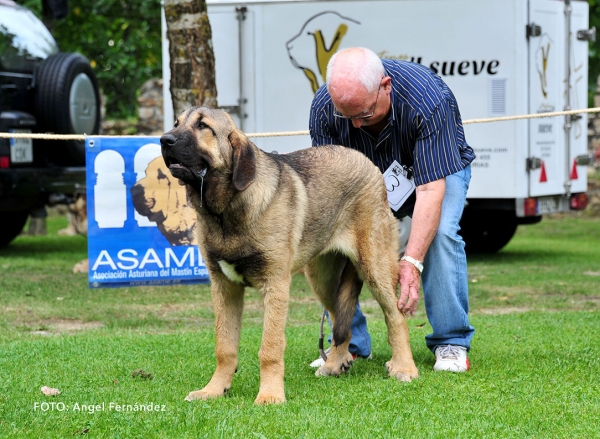 Platino de Autocan: VG - Young Puppies Males - Cangas de Onis, Asturias, Spain -  08.07.2017 (ASAME)
Keywords: 2017 asame autocan