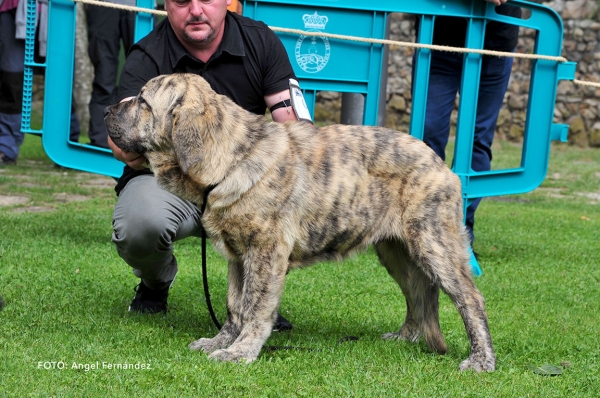 Zagal de la Pirinola: VG - Young Puppies Males - Cangas de Onis, Asturias, Spain -  08.07.2017 (ASAME)
Keywords: 2017 asame pirinola