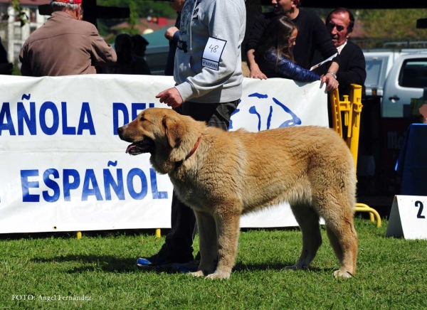 Anta de Montañas de Laviana: VG - Puppies Females, Arriondas, Asturias, Spain 04.05.2013 
Keywords: 2013