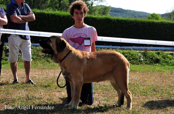 Borrasca de la Cangueta: MB - Puppy Class Females, Cervera de Pisuerga 13.08.2011
Keywords: 2011 cangueta