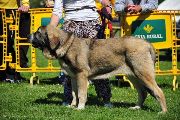 Brenda de Amdece de Nava: VG - Puppies Females, Arriondas, Asturias, Spain 04.05.2013 
Keywords: 2013 amdece