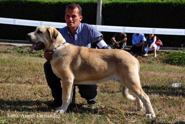 Celeste de Bao la Madera: MB - Puppy Class Females, Cervera de Pisuerga 13.08.2011
Keywords: 2011 baolamadera