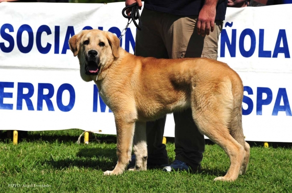 Cleto de Picu San Martin: VG - Puppies Males, Arriondas, Asturias, Spain 04.05.2013
Keywords: 2013