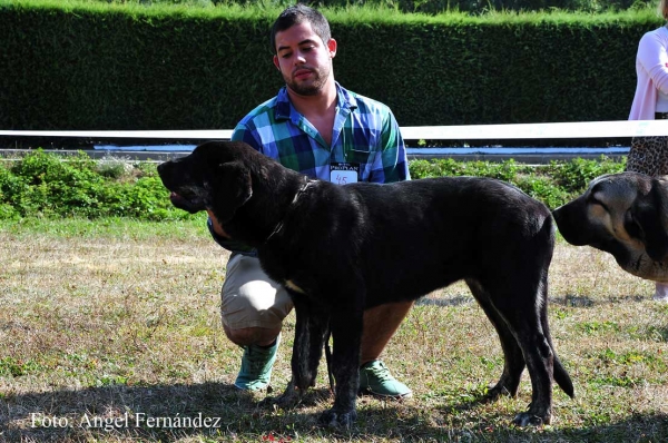 Enny de la Tierra de Órbigo: MB - Puppy Class Females, Cervera de Pisuerga 13.08.2011
Keywords: 2011 tierraorbigo