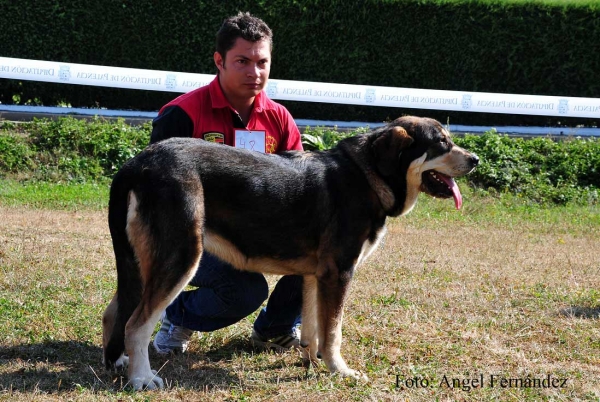 Julie de Aldeburriaga: MB - Puppy Class Females, Cervera de Pisuerga 13.08.2011
Keywords: 2011