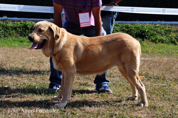 Lluvia de Valle de Pisueña: MB - Puppy Class Females, Cervera de Pisuerga 13.08.2011
Keywords: 2011 pisuena