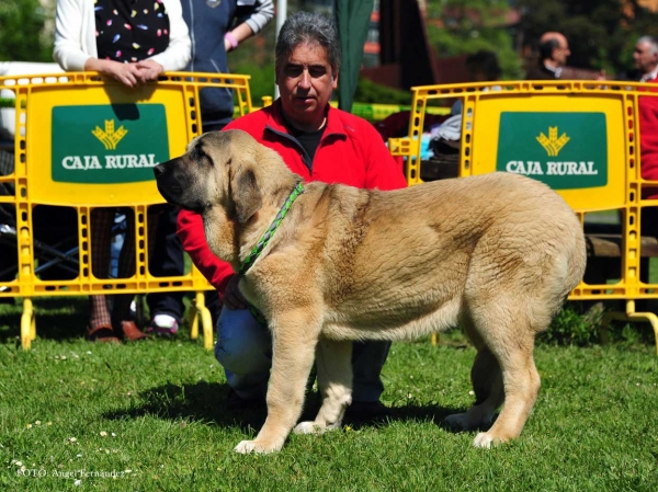 Lola de Toranzo: VG - Puppies Females, Arriondas, Asturias, Spain 04.05.2013 
Keywords: 2013 toranzo