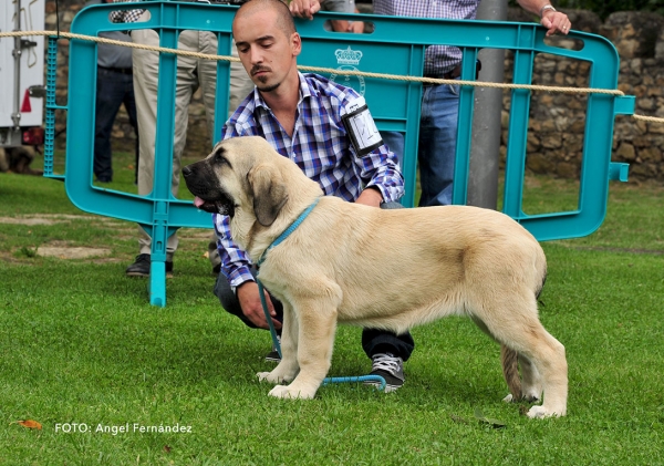 Noa del Picu Moru: VG 1 - Young Puppies Females - Cangas de Onis, Asturias, Spain -  08.07.2017 (ASAME)
Keywords: 2017 asame picumoru