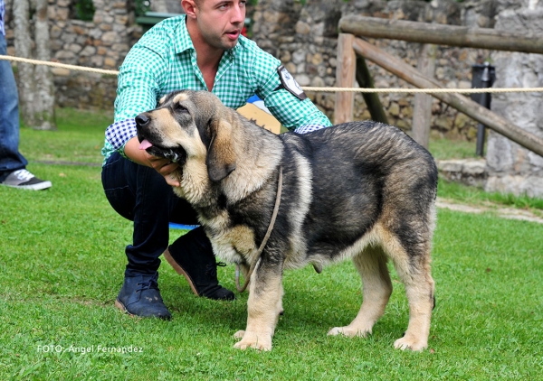 Ion de la Filtrosa: VG 1, Best Puppy - Young Puppies Males - Cangas de Onis, Asturias, Spain -  08.07.2017 (ASAME)
Keywords: 2017 asame filtrosa