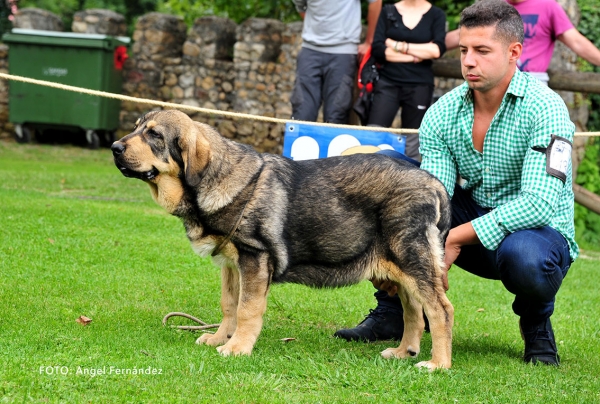 Iona de la Filtrosa: VG 2 - Young Puppies Females - Cangas de Onis, Asturias, Spain -  08.07.2017 (ASAME)
Keywords: 2017 asame filtrosa