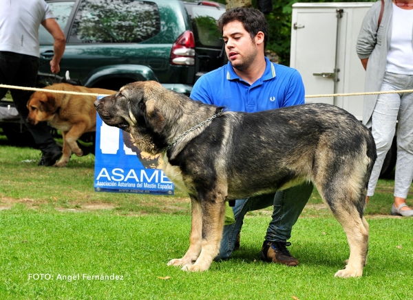 Jarcha de Tierra de Orbigo: VG 2 - Puppy Class Females - Cangas de Onis, Asturias, Spain -  08.07.2017 (ASAME)
Keywords: 2017 asame