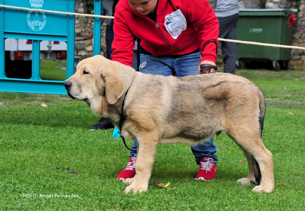 Armani del Valle de Pisueña: VG 2 - Young Puppies Males - Cangas de Onis, Asturias, Spain -  08.07.2017 (ASAME)
Keywords: 2017 asame pisuena