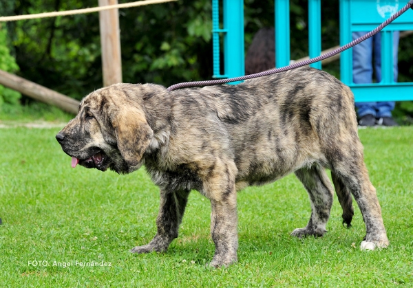 Merida de Gustamores: VG 3 - Young Puppies Females - Cangas de Onis, Asturias, Spain -  08.07.2017 (ASAME)
Keywords: 2017 asame gustamores