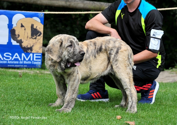 Corral de Gustamores: VG3 - Young Puppies Males - Cangas de Onis, Asturias, Spain -  08.07.2017 (ASAME)
Keywords: 2017 asame gustamores