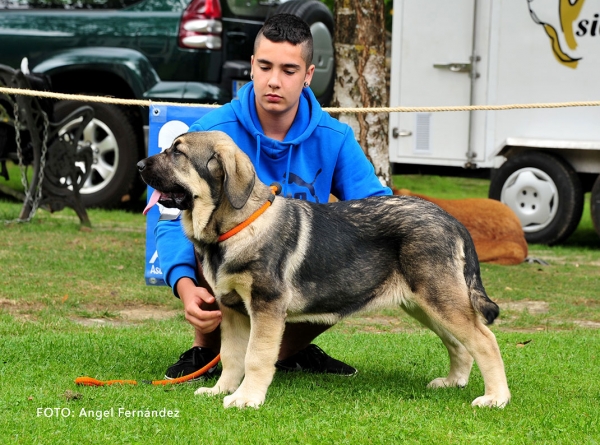 Dama del Picu Moru: VG 4 - Young Puppies Females - Cangas de Onis, Asturias, Spain -  08.07.2017 (ASAME)
Keywords: 2017 asame picumoru