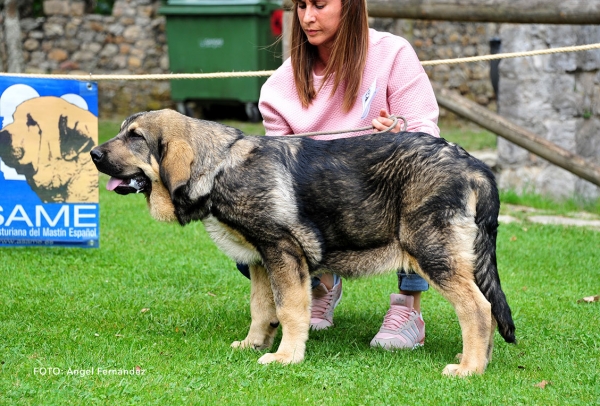 Invasor de la Filtrosa: VG 4 - Young Puppies Males - Cangas de Onis, Asturias, Spain -  08.07.2017 (ASAME)
Keywords: 2017 asame filtrosa