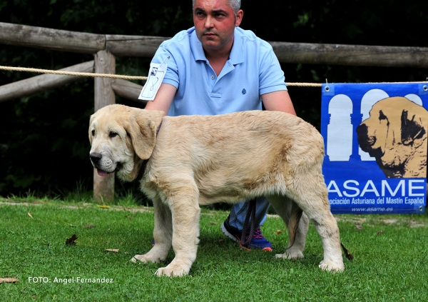 Cain de Gustamores: VG 5 - Young Puppies Males - Cangas de Onis, Asturias, Spain -  08.07.2017 (ASAME)
Keywords: 2017 asame gustamores