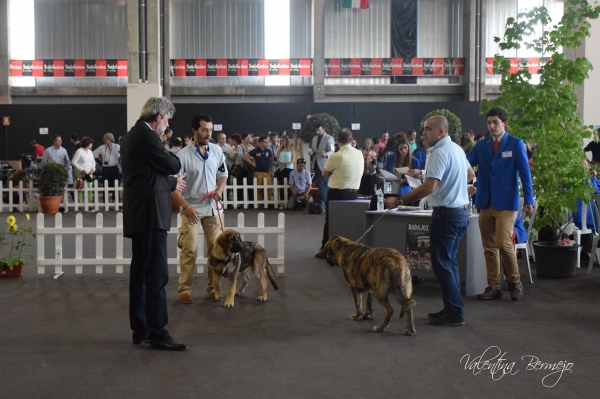 Muy cachorros Hembras - Badajoz, Spain 10.05.2015
2º Humpa de Marjumar ( Segar de las Cañás )
1º Isla de la Calella de Otur (Juan José de la Cruz)


Kulcsszavak: 2015