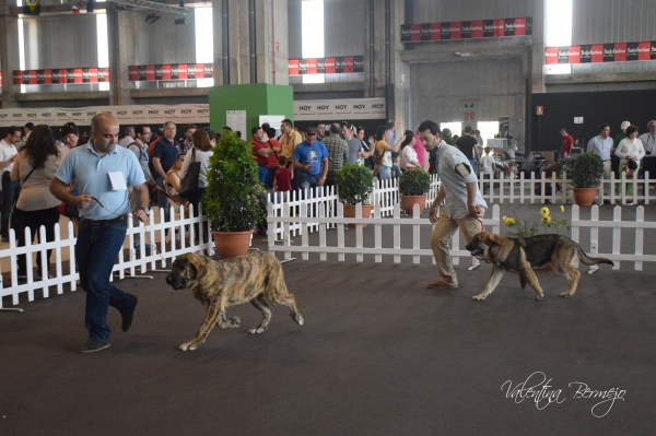 Muy cachorros Hembras - Badajoz, Spain 10.05.2015
2º Humpa de Marjumar ( segar de las cañás )
1º Isla de la Calella de Otur (Juan José de la Cruz)

Keywords: 2015