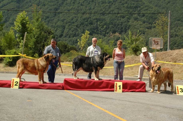 2. Pizarra de Buxionte, 1. Concha de Babia & 3. Señora de Autocan - Open Class Females/Clase Abierta Hembras - Villablino, León, 05.08.2007
1º.- CONCHA DE BABIA. Prop: Álvarez Barriada, Pedro. 
2º.- PIZARRA DE BUXIONTE. Prop: Rodríguez Álvarez, Rogelio. 
3º.- SEÑORA DE AUTOCAN. Prop: García Suárez, Isidro. 

Photo: Francisco Baz 
Keywords: 2007