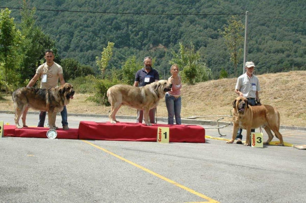 2. Ringo de Reciecho, 1. Bush de La Vicheriza & 3. León de Cueto Negro - Open Class Males/Clase Abierta Machos - Villablino, León, 05.08.2007
Photo: Francisco Baz 
Keywords: 2007