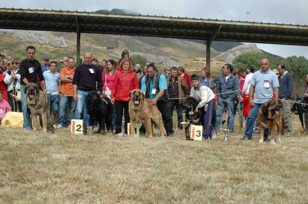 Open Class Males - Clase Abierta Machos: 1. León de Cueto Negro - San Emiliano, León, 19.08.2007
Keywords: 2007