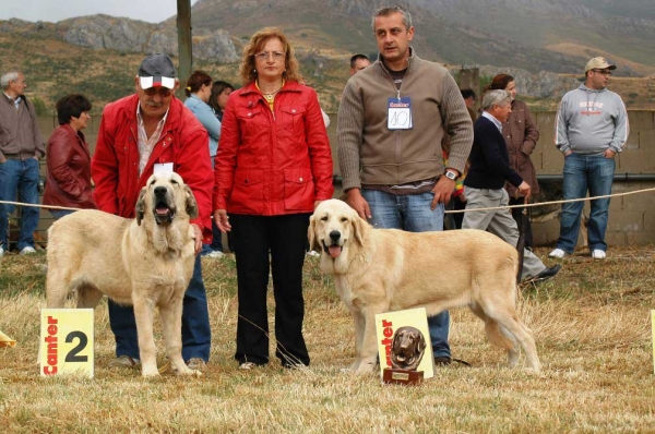 Best Puppy - Mejor Cachorro Absoluto: Borona de Los Zumbos - San Emiliano, León, 19.08.2007
2. Autocan
1. Los Zumbos
Keywords: 2007 zumbos