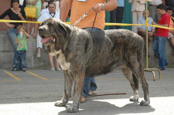 1. Ch. Tita de Los Zumbos - Champion Class Females/Clase Campeones Hembras - Villablino, León, 05.08.2007
Photo: Francisco Baz 
Keywords: 2007 zumbos