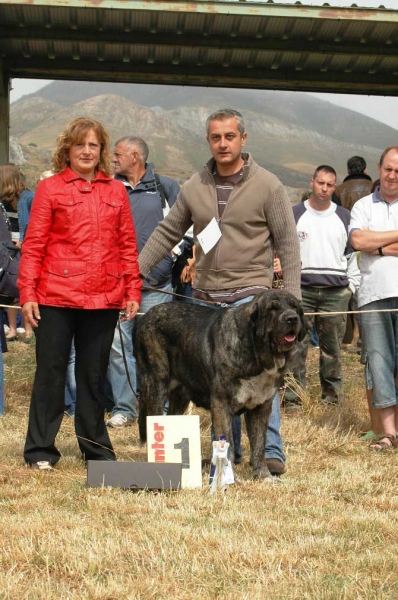 Champion Class Females: 1. Ch.Tita de Los Zumbos - San Emiliano, León, 19.08.2007
Nøkkelord: 2007 zumbos