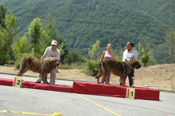 2. Delco de Autocan & 1. Truan de Cueto Negro - Champion Class Males/Clase Campeones Machos - Villablino, León, 05.08.2007
Photo: Francisco Baz 
Keywords: 2007