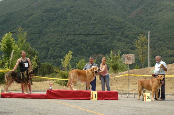 2. Sansón de Ribayón, 1. Verdugo & 3. León - Intermediate Class Males/Clase Intermedia Machos - Villablino, León, 05.08.2007
Photo: Francisco Baz 
Keywords: 2007