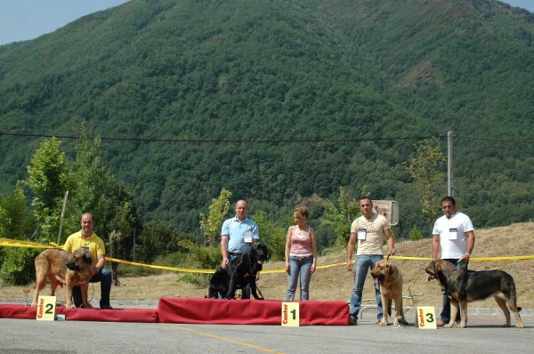 2. Brisa de Filandón, 1. Candela de Buxionte, 3. Alma & 4. Arquera - Young Class Females/Clase Jóvenes Hembras - Villablino, León, 05.08.2007
Photo: Francisco Baz 
Keywords: 2007