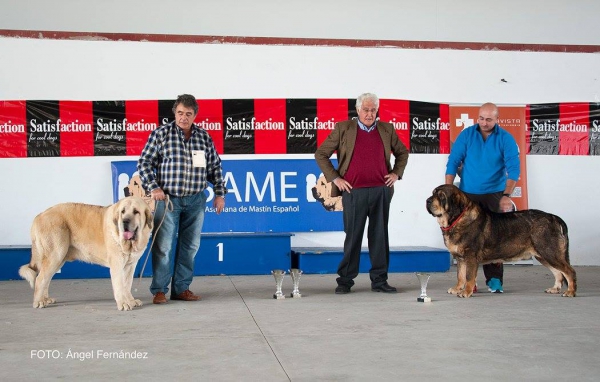 MEJOR CABEZA Y TIPICIDAD, MEJOR MOVIMIENTO - Luarca, Asturias, Spain 21.11.2015
Keywords: 2015