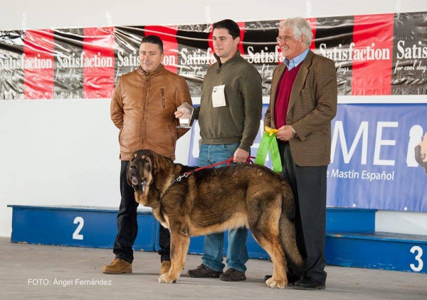 MEJOR CACHORRO - Luarca, Asturias, Spain 21.11.2015
Keywords: 2015