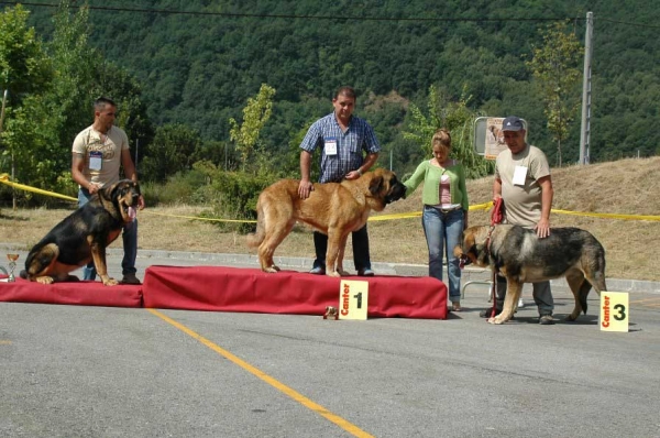 2. Apolo, 1. Trueno & 3. Atila - Young Class Males/Clase Jóvenes Machos - Villablino, León, 05.08.2007
Photo: Francisco Baz 
Keywords: 2007