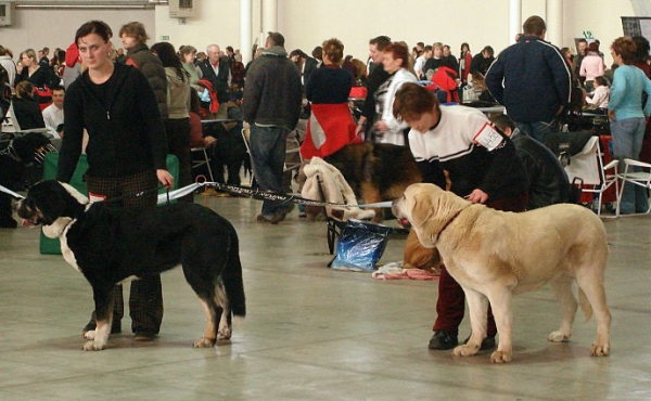 Agra Spod Okruhlej Vinice: Very good & Azura Black Hanar: Very good 2 (Open Class Females) International Show Brno, 10.02.2008
Keywords: 2008