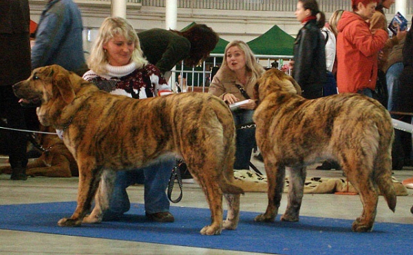 Chanel Zaark Mastibe: Very promising 2 & Chica Zaark Mastibe: Very promising 1 (Puppy Class Females) International Show Brno, 10.02.2008
Keywords: 2008 mastibe