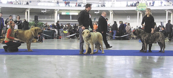 Gabon z Kraje Sokolu: Exc.1, CAC, CACIB, Enchilada Fre-Su - Exc.1, CAJC & Holly Mastibe - Exc.1, CAC, CACIB, BOB - International Show Brno, 10.02.2008
Gabon: Intermediate Class Males
Enchilada: Young Class Females
Holly: Intermediate Class Females
Keywords: 2008