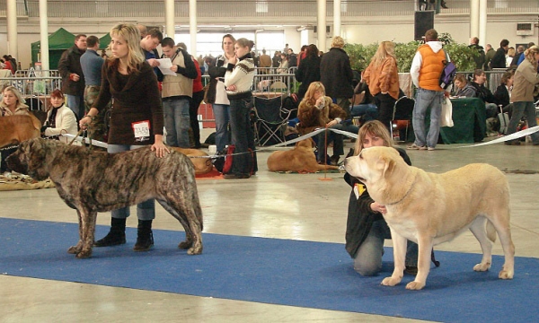 Intermediate Class Females: Holly Mastibe: Exc.1, CAC, CACIB, BOB & Gia z Kraje Sokolù: Very good 2 - International Show Brno, 10.02.2008
Keywords: 2008