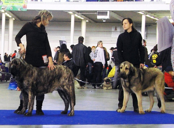 Iago Mastibe: Very promising 1 (Baby Class Males) & Luis Tornado Erben: Exc.1, CAJC (Young Class Males) - International Show Brno, 10.02.2008
Keywords: 2008