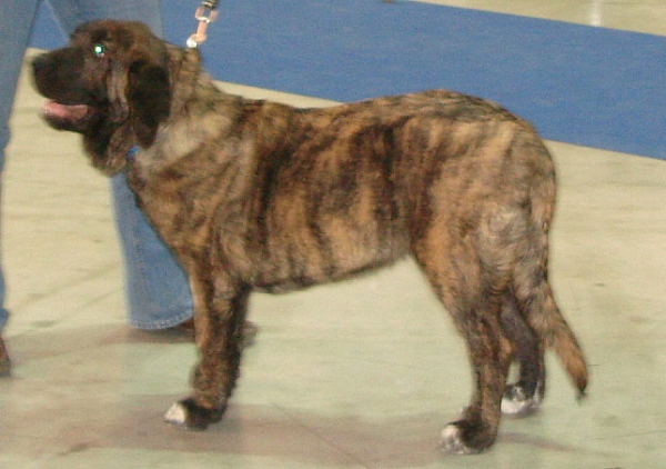 Iago Mastibe: Very promising 1 (Puppy Class Males) - Intermediate Class Males) - International Show Brno, 10.02.2008
Keywords: 2008 mastibe