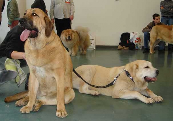 Feimi z Kraje Sokolu, Very good 2 young Class Females & Gia z Kraje Sokolu, Very promising 1 Puppy Class Females - International show Brno 11.02.2007
Keywords: 2007 sokol