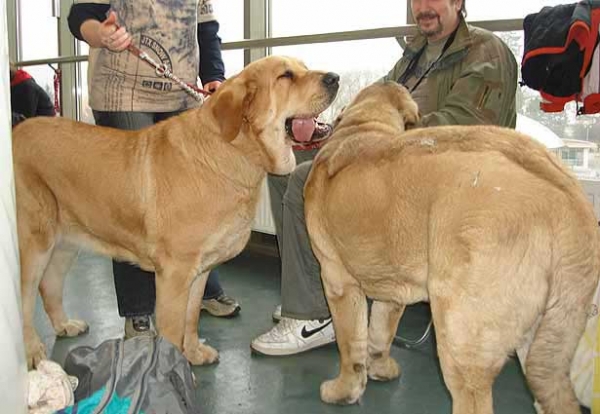 Heidy Tornado Erben, Exc. 2, res.CAC Intermediate Class Females & Neron de Laciana - International show Brno 11.02.2007
Heidy: (Druso de la Aljabara x Cassandra Tornado Erben) 
Neron: (Ch. Caminante de Laciana x Serena del Valle de Pisueña) owner: Iva Jarova
Keywords: 2007