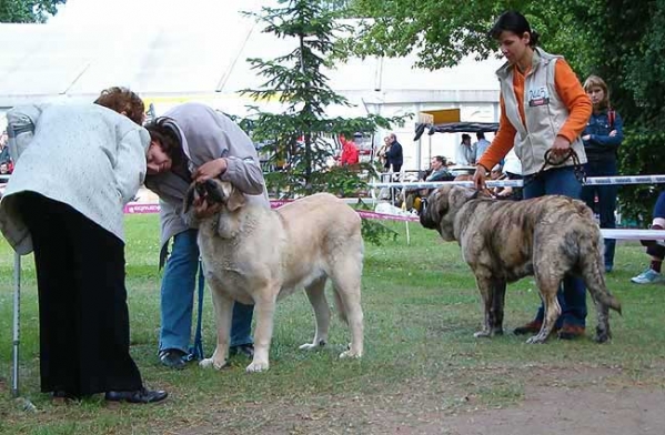 Intermediate Class Females - International Show, Litomerice, Czech Republic, 21.05.2006
Keywords: 2006