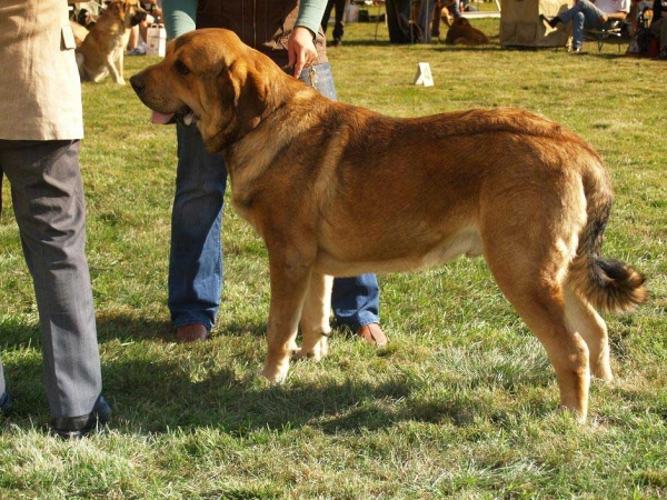 Anuler Alano: Exc.2 - Junior Class Males, International Show, Mlada Boleslav, 30.08.09
(Elton z Kraje sokolu x Anais Rio Rita)

Keywords: 2009 anuler mastibe