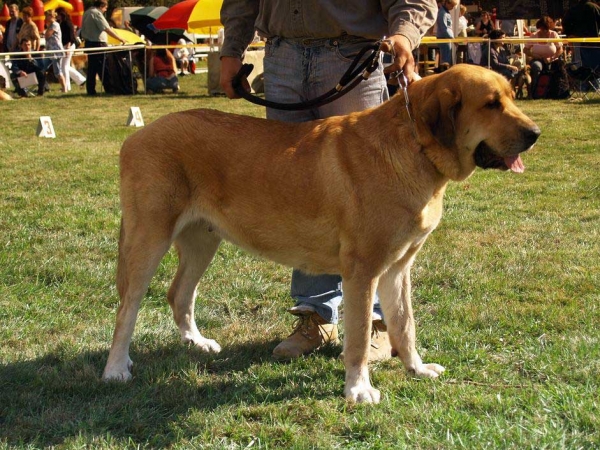 Allivia z Polabských blat: Very Good 2 - Open Class Females, International Show, Mlada Boleslav, 30.08.09
(Sultan x Daren z Kraje sokolu)

Keywords: 2009