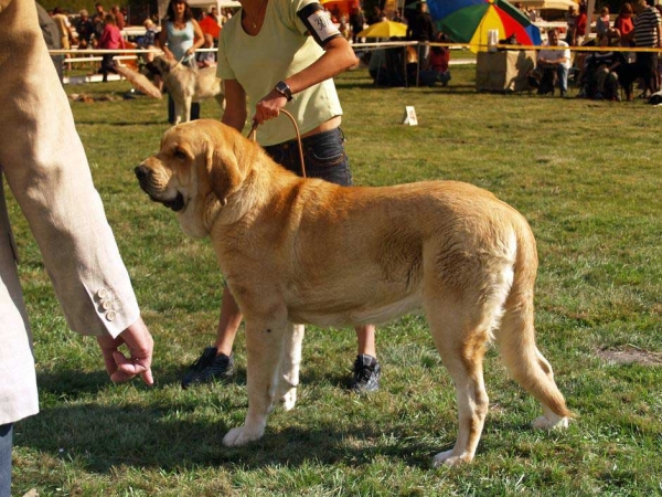 Amie Con Fundo: Exc.2, Res.CAC - Intermediate Class Females, International Show, Mlada Boleslav, 30.08.09
(Basil Mastifland x Historia Tornado Erben)

Keywords: 2009 confundo