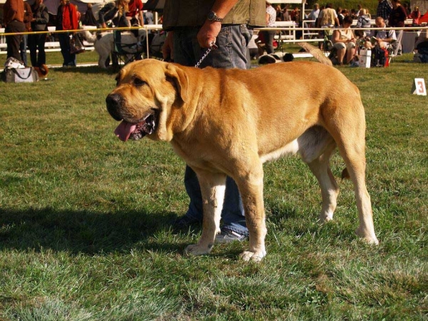 Anry Calverota: Exc.1 - Open Class Males, International Show, Mlada Boleslav, 30.08.09
(Unique du Domaine du Runneval x Ginny Mastibe)

Keywords: 2009 calverota