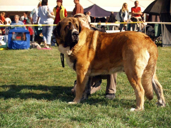 Aragon vom Eisinger Land: Exc.1, CAC, CACIB - Intermediate Class Males, International Show, Mlada Boleslav, 30.08.09
(Arak z Kraje sokolu x Luana vom Haus vom Steraldted)

Keywords: 2009 sokol