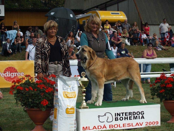 Casto de Torreanaz: Very Promising 1, BIS PUPPY - Puppy Class Males, International Show, Mlada Boleslav, 30.08.09
(Nilo de Campollano x Tina de Babia)

Keywords: 2009 mastibe torreanaz